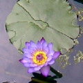 無
