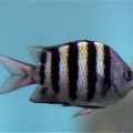 魚_0