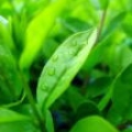 小綠葉
