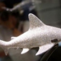 jeanshark