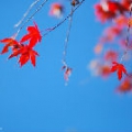 阿花