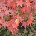 樹