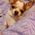 曉季