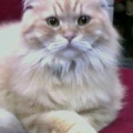 luxkey