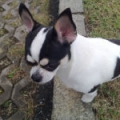 delia