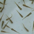魚苗