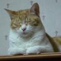 12cat9