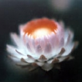 林小白