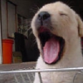 雞丁