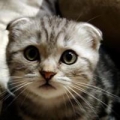cute