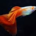 fishqu