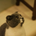 小使