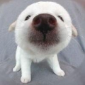 achicow