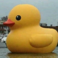 Luoh