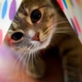 miou