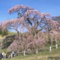 金山花