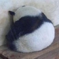 糕賽