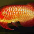 dik