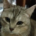 cho-fat
