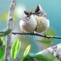 小芒果