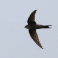 swallow