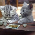 鬼鬼