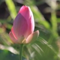 阿貝托