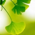 青森