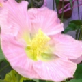 茹苑