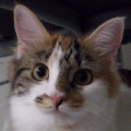 jc-nini