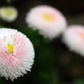 又子