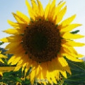 太陽花