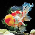 金金小金