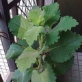 兆元
