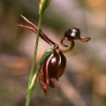 pna