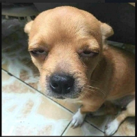 gou