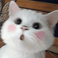 55555