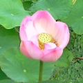 一步江湖
