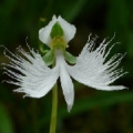 鷺鷥花