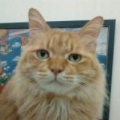 維克多