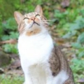jaushoung