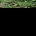小小尖兵